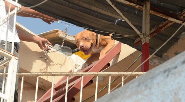 Adana&#039;da pitbull operasyonu: 2 köpeğe el kondu