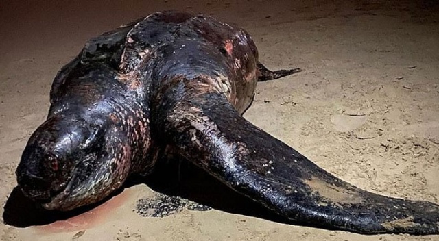 Kıyıya yarım tonluk ölü kaplumbağa vurdu