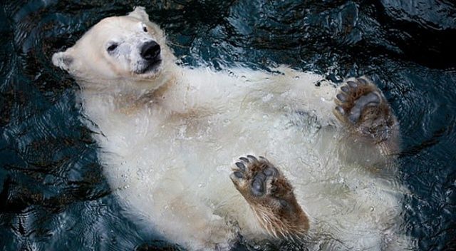 Kutup ayısının yüzme keyfi