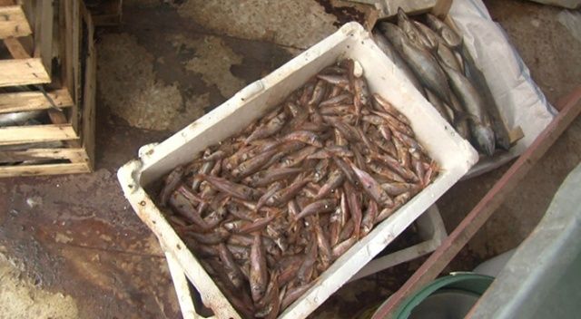 Tuzla’da yaklaşık bir ton çürümüş balık yakalandı