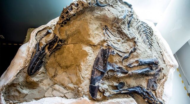 ABD’de boğuşurken ölen dinozor fosilleri bulundu