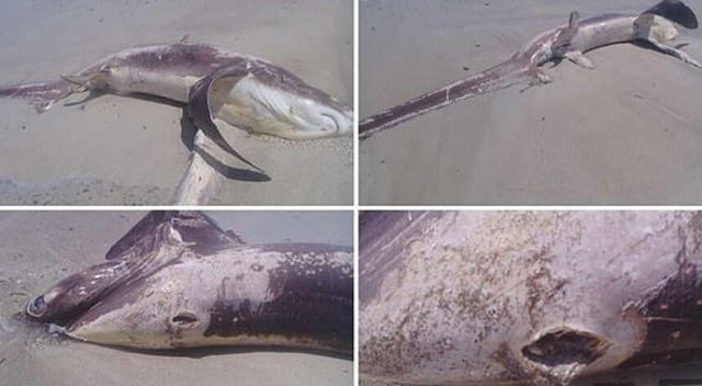 Sahile, karnına kılıç balığının “kılıcı” saplanmış ölü köpek balığı vurdu