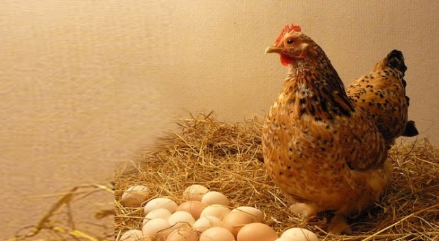 Bir kolisi 40 liraya dayandı! Tavukları yedik yumurta uçtu