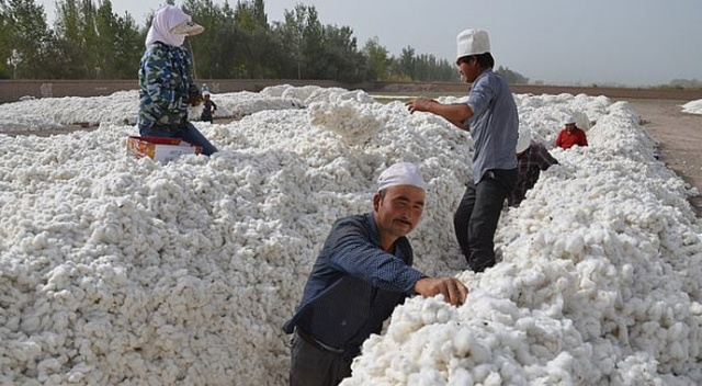 Çin, 570.000 Uygur Türkünü zorla pamuk tarlalarında çalıştırmış