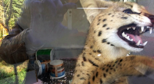 Sakarya’da fiyatı 70 ila 150 bin lira arasında değişen vahşi kedi ele geçirildi