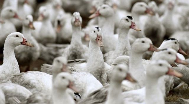Fransa&#039;da 2 milyona yakın ördek kuş gribi nedeniyle itlaf edildi
