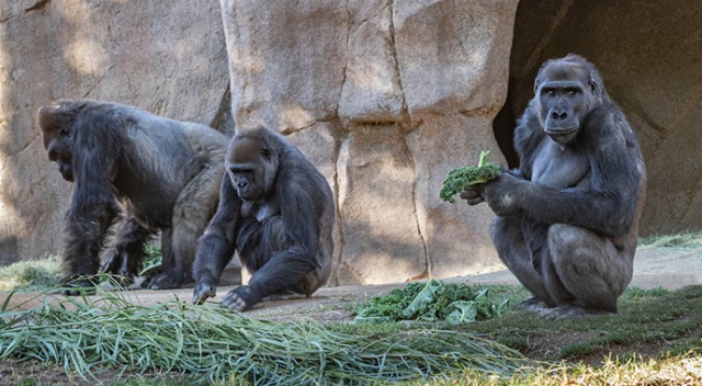 Hayvanat bahçesindeki 8 goril Covid’e yakalandı