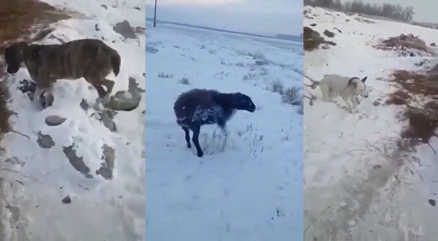 Kazakistan&#039;da dondurucu soğuk: Hayvanlar telef oldu