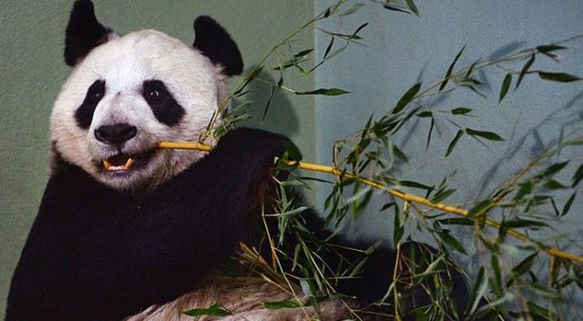 Krizdeki hayvanat bahçesi pandaları Çin’e iade edecek