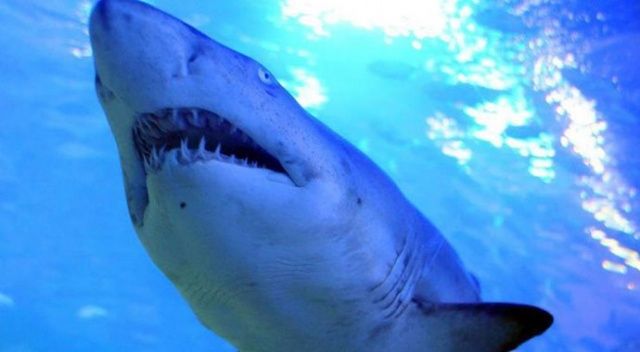 Okyanuslardaki köpek balığı ve vatoz popülasyonu yok olma tehlikesiyle karşı karşıya