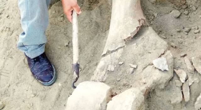 Su ararken mamut fosili buldular