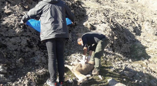 Tunceli’de 8 yaban keçisi telef oldu, inceleme başlatıldı