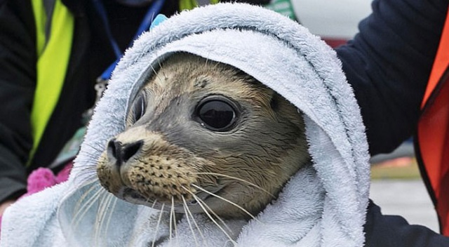 Yaralı fok yavrusu, 600 kilometre uzaktaki merkeze nakledilerek tedavi altına alındı