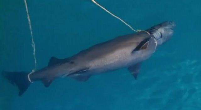 Antalya&#039;da denizde köpek balığı ölüsü bulundu
