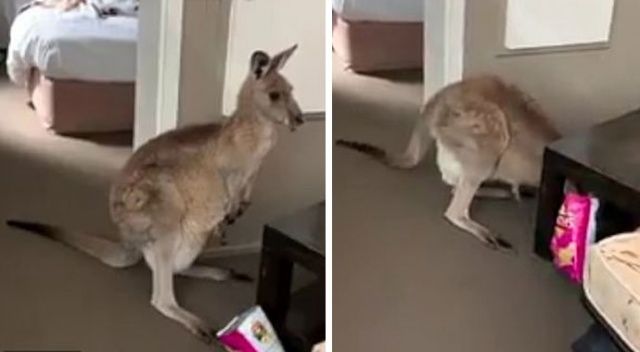 Kanguru eve girerek mutfakta yiyecek aradı