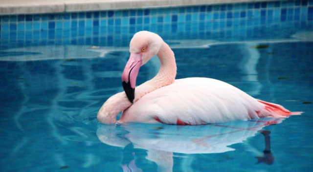 Otelin havuzuna düşen yaralı flamingoyu görenler şoke oldu