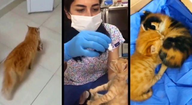 Anne kedi, yavrularını doktora götürdü