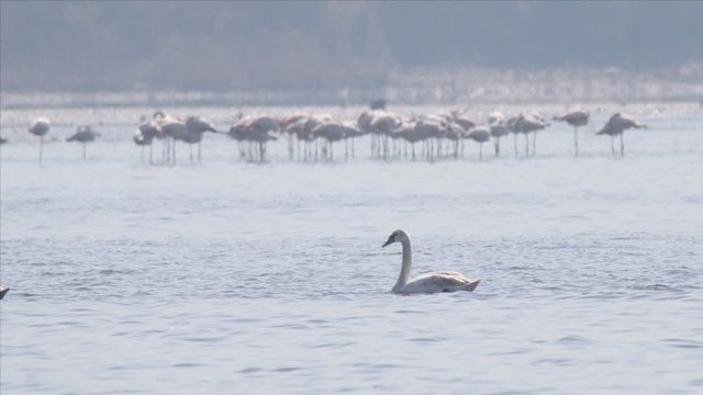 İzmit Körfezi flamingo ve kuğularla şenlendi