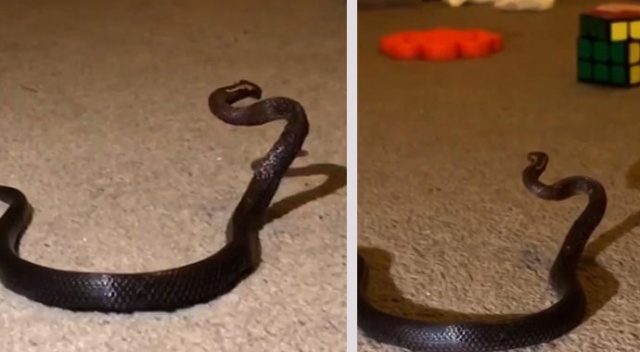 Oyuncak sandı gerçek çıktı! Avustralyalı anne çocuğunun odasında yılan gördü