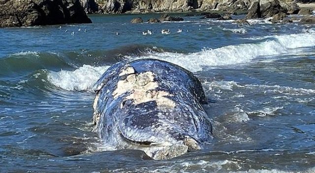 ABD&#039;de San Francisco sahiline 9 günde 4 balina ölüsü vurdu