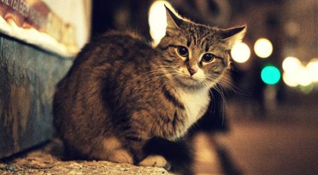Adana&#039;da 3 sokak kedisi zehirlenmiş halde bulundu