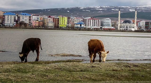 Ardahan&#039;da nehir taştı, tarım arazilerini su bastı