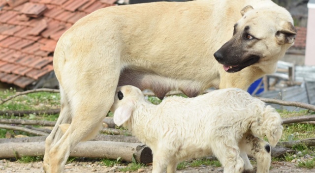 Bursa&#039;da çoban köpeğinin kuzuyu emzirmesi görenleri şaşırtıyor