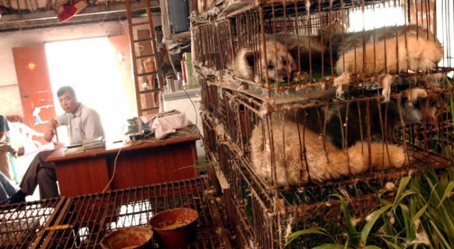 DSÖ, pazarlarda vahşi hayvan satışının durdurulması çağrısı yaptı