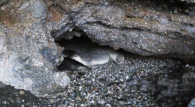 Gökova Körfezi&#039;ndeki bir mağarada 5 Akdeniz foku görüldü