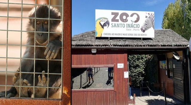 Hayvanat bahçesinde maymun, çocuğun parmağını kopardı