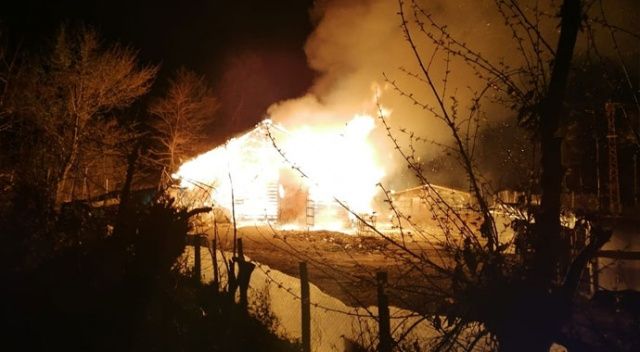 Sinop&#039;ta ahır yangını: 12 büyükbaş hayvan telef oldu