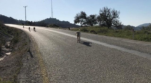 Bakıma muhtaç 17 köpeği ölüme terk eden belediyeye ceza