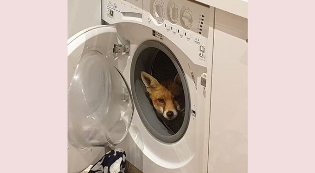Çamaşır makinesinin içinde tilki buldu