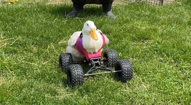 Felçli ördek tekerlek yardımıyla yürümeyi öğreniyor