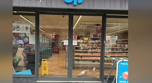 Gıda mağazasına dadanan hırsız martı