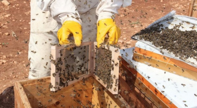 Gramı 500 TL: Adıyaman&#039;da arı zehri üretimi