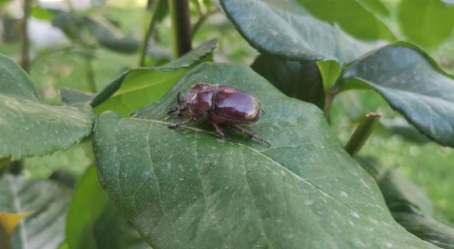 Herkesin dikkatini çeken böcek: Gergedan böceği
