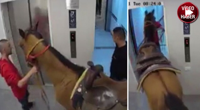 İsrail’de akılalmaz olay: Atını asansörle yukarı çıkarmaya çalıştı