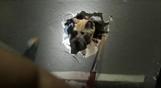Kediyi kurtarmak için duvarı deldiler