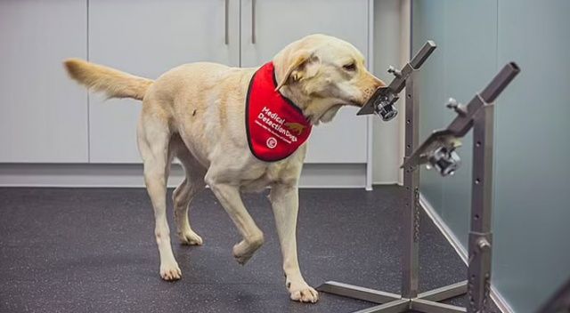 Köpekler Covid’i hızlı testlerden daha iyi tespit ediyor