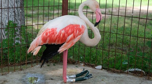 Yaralı flamingo protez ayakla hayata döndü