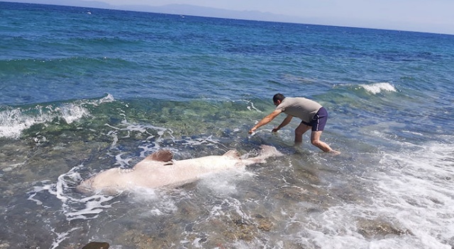 3 metrelik köpek balığı kıyıya vurdu