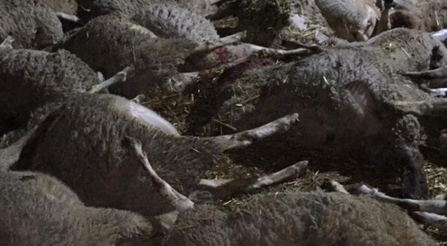 Ağıla dalan yabani hayvanlar 45 koyunu telef etti