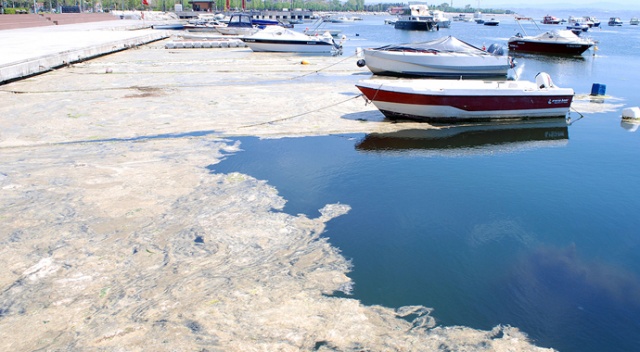 Marmara Denizi’ndeki kirlilik bulaşıcı hastalıklara yol açabilir