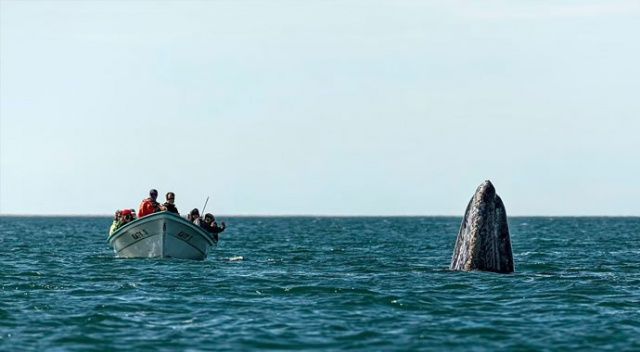 Şakacı balina: Önde beklenirken arkadan çıktı