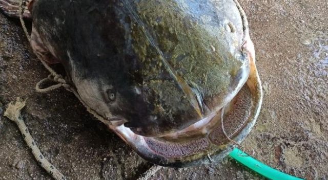71 yaşındaki balıkçı 70 kg balık yakaladı