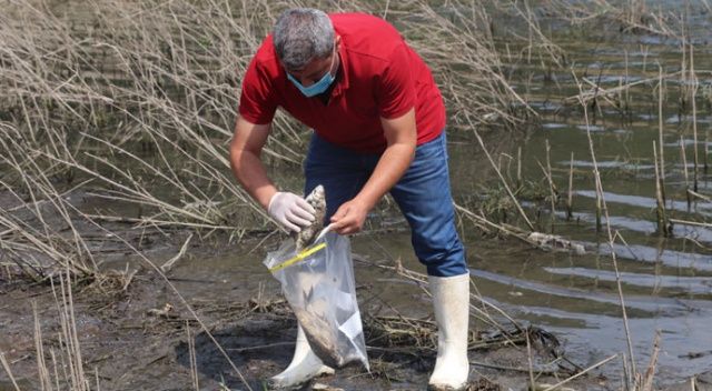 Alibeyköy Barajı&#039;ndan numune alındı: Balık ölümleri inceleniyor