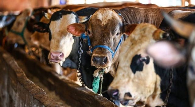 Bakan Pakdemirli: Satılamayan kurbanlıkları Et ve Süt Kurumu alacak
