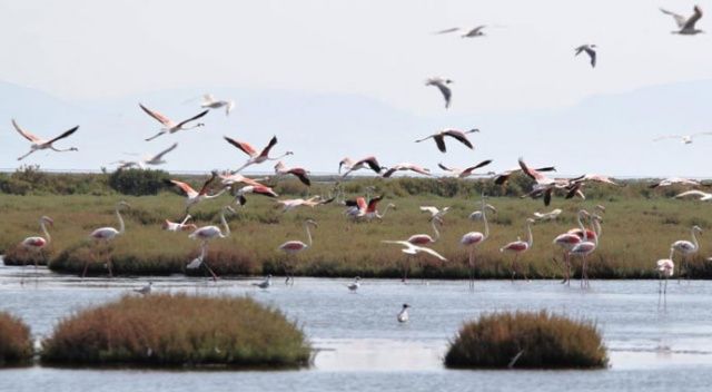 Bu defa yer İzmir: Flamingo ölümlerinin sebebi ne?