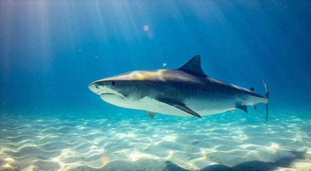 Her sene 100 milyon civarı köpek balığı yüzgeci için katlediliyor